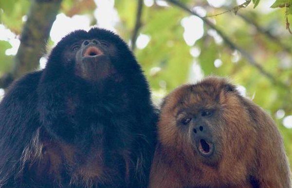 Scimmie, sapevate che sono molto più brave di noi nello jodel?