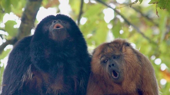 Scimmie, sapevate che sono molto più brave di noi nello jodel?