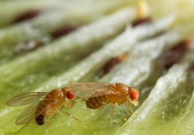 Moscerini della frutta, perché sono così attratti dall’alcol?