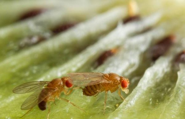 Moscerini della frutta, perché sono così attratti dall’alcol?