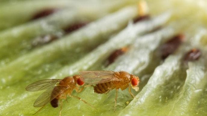 Moscerini della frutta, perché sono così attratti dall’alcol?