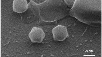 Virus gigante isolato per la prima volta in Finlandia, si chiama Jyvaskylavirus