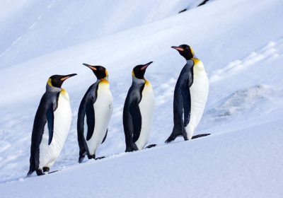 Isole McDonald e Heard, Trump ha applicato dazi a territori senza esseri umani (ma con molti pinguini)
