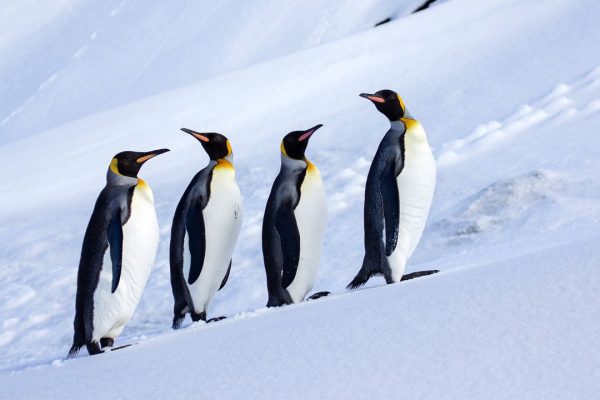 Isole McDonald e Heard, Trump ha applicato dazi a territori senza esseri umani (ma con molti pinguini)