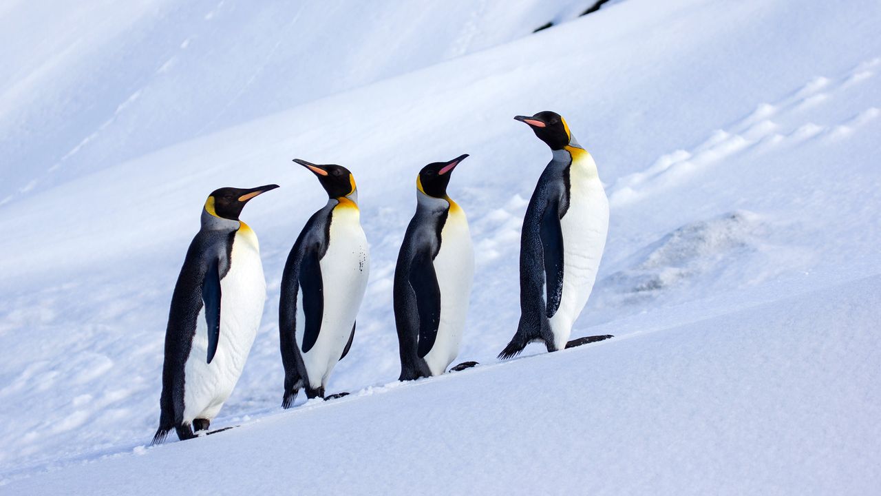 Isole McDonald e Heard, Trump ha applicato dazi a territori senza esseri umani (ma con molti pinguini)