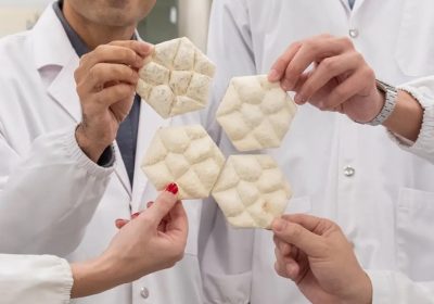 Una piastrella a base di funghi che replica la pelle di elefante per raffreddare gli edifici