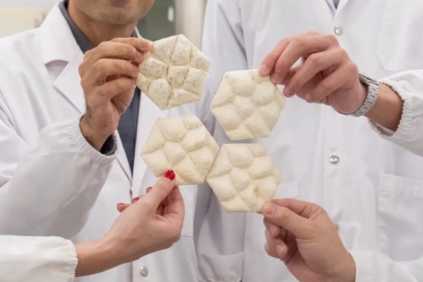 Una piastrella a base di funghi che replica la pelle di elefante per raffreddare gli edifici