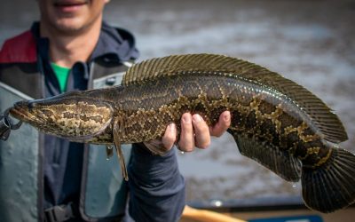 Pesce testa di serpente settentrionale, l’inquietante specie che tiene in apprensione gli Stati Uniti