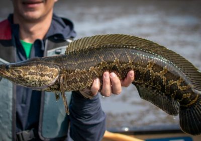 Pesce testa di serpente settentrionale, l’inquietante specie che tiene in apprensione gli Stati Uniti