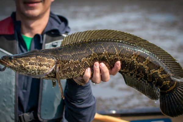 Pesce testa di serpente settentrionale, l’inquietante specie che tiene in apprensione gli Stati Uniti