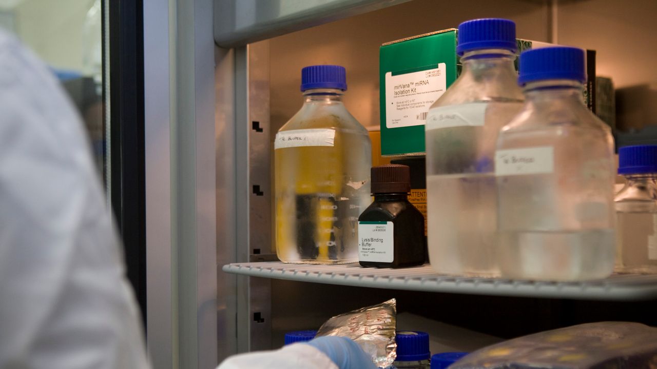 Immunoterapia, al via la fase dei test del farmaco italiano per renderla più sicura