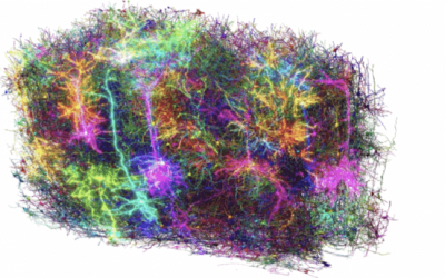 Cervello di mammifero, abbiamo ottenuto la mappa funzionale più precisa di sempre
