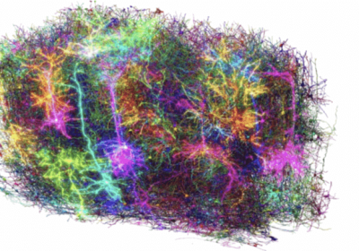 Cervello di mammifero, abbiamo ottenuto la mappa funzionale più precisa di sempre