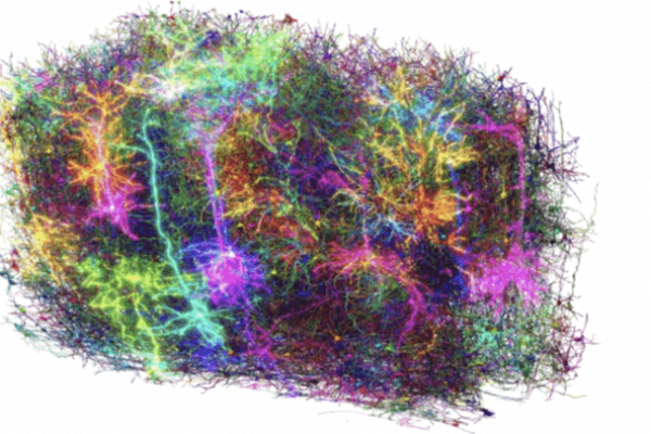 Cervello di mammifero, abbiamo ottenuto la mappa funzionale più precisa di sempre
