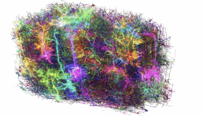 Cervello di mammifero, abbiamo ottenuto la mappa funzionale più precisa di sempre