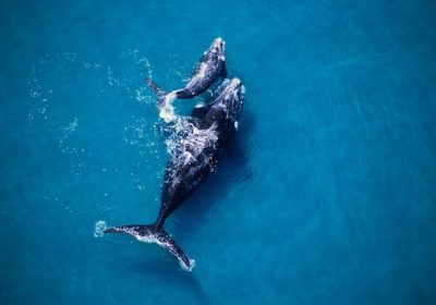 I.A. e gemelli digitali, così grazie alla tecnologia si può salvaguardare la fauna marina