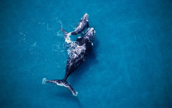 I.A. e gemelli digitali, così grazie alla tecnologia si può salvaguardare la fauna marina