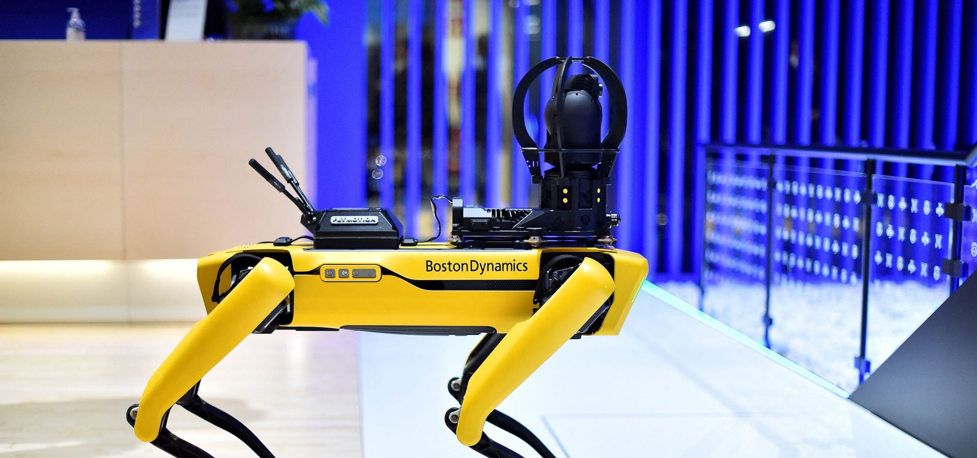 Gli animali robot che riscrivono il futuro, dal cane-robot alle api artificiali