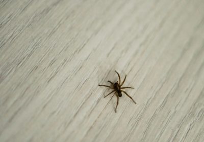 Ragni geneticamente modificati, in Germania i primi esemplari che tessono ragnatele rosso fluorescente
