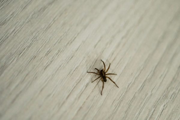 Ragni geneticamente modificati, in Germania i primi esemplari che tessono ragnatele rosso fluorescente