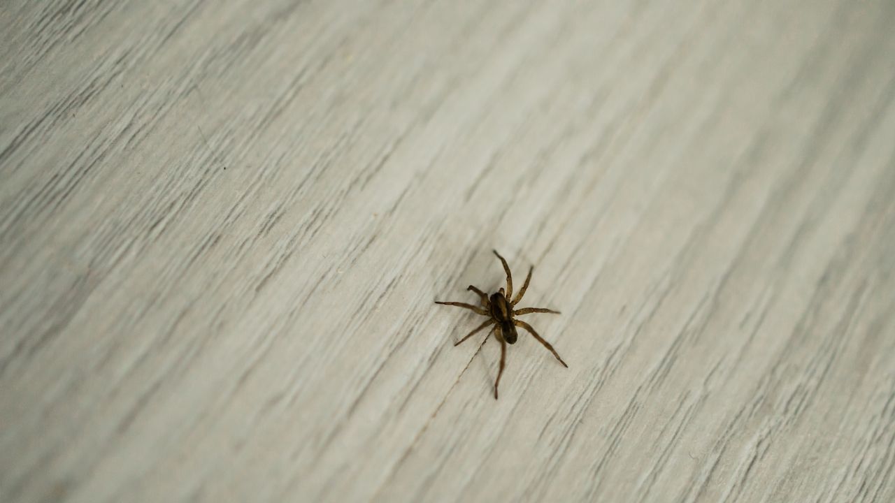 Ragni geneticamente modificati, in Germania i primi esemplari che tessono ragnatele rosso fluorescente