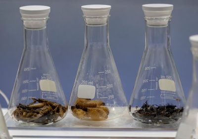 Crisi della riproducibilità degli esperimenti scientifici, come colpisce anche l’entomologia