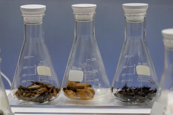 Crisi della riproducibilità degli esperimenti scientifici, come colpisce anche l’entomologia