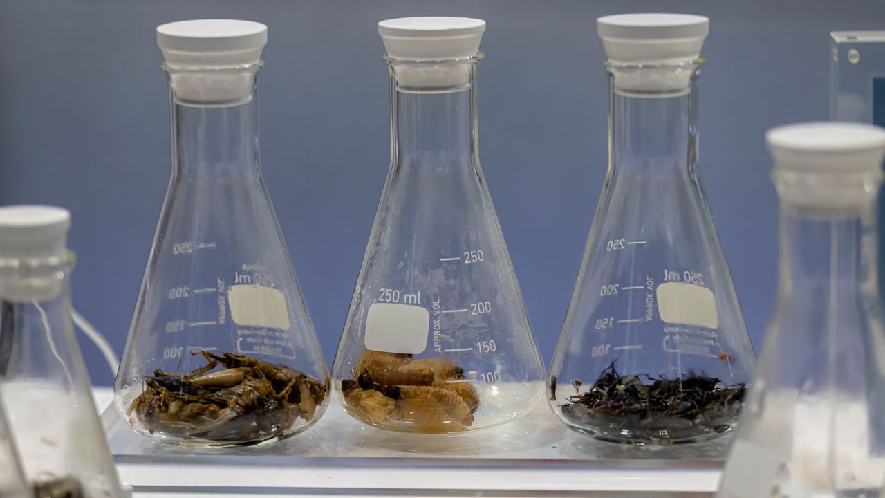 Crisi della riproducibilità degli esperimenti scientifici, come colpisce anche l’entomologia