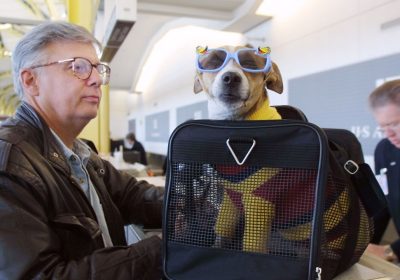 Aerei, cani e gatti potranno volare in cabina senza limiti di dimensioni o peso