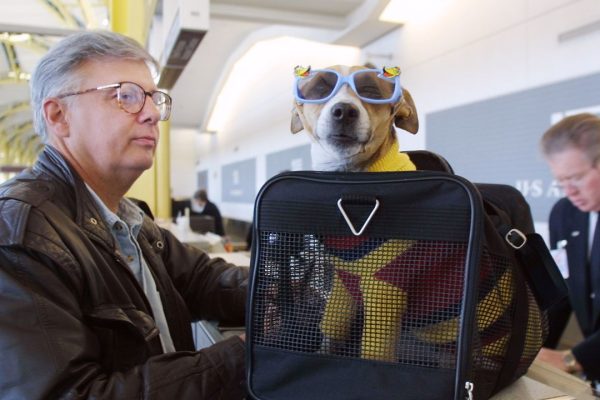 Aerei, cani e gatti potranno volare in cabina senza limiti di dimensioni o peso