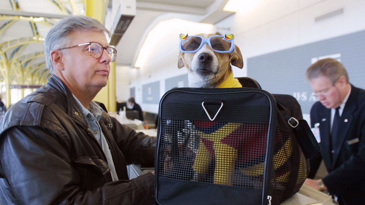 Aerei, cani e gatti potranno volare in cabina senza limiti di dimensioni o peso