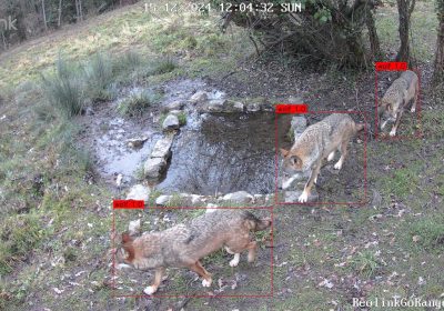 Intelligenza artificiale e animali, come la tecnologia può salvare la fauna selvatica del Parco Nazionale d’Abruzzo