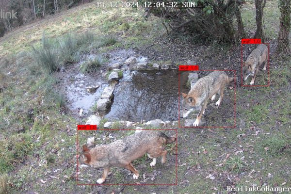 Intelligenza artificiale e animali, come la tecnologia può salvare la fauna selvatica del Parco Nazionale d’Abruzzo