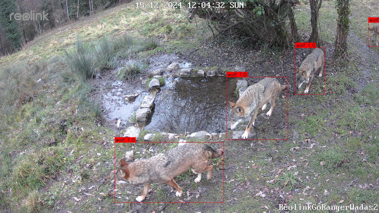 Intelligenza artificiale e animali, come la tecnologia può salvare la fauna selvatica del Parco Nazionale d’Abruzzo