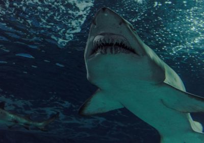 Megalodonte, non era schizzinoso e i suoi piatti preferiti non erano solo quelli che potete immaginare