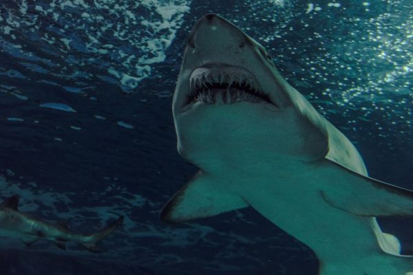 Megalodonte, non era schizzinoso e i suoi piatti preferiti non erano solo quelli che potete immaginare