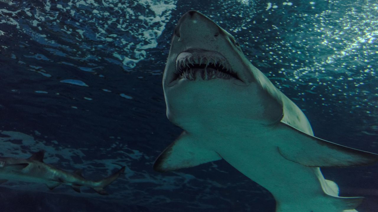 Megalodonte, non era schizzinoso e i suoi piatti preferiti non erano solo quelli che potete immaginare