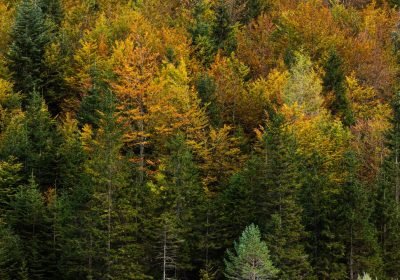 Alberi delle Dolomiti, come comunicano tra loro durante un’eclissi solare