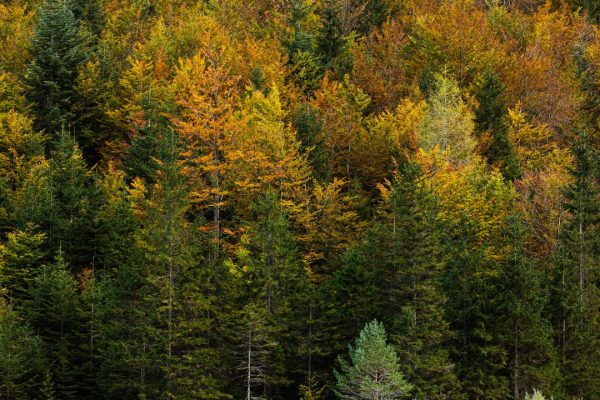 Alberi delle Dolomiti, come comunicano tra loro durante un’eclissi solare