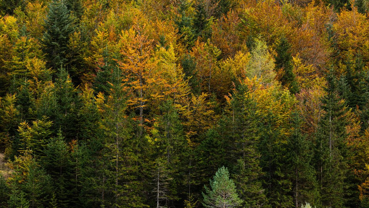 Alberi delle Dolomiti, come comunicano tra loro durante un’eclissi solare