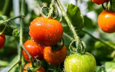 Nella maturazione dei pomodori c’è un meccanismo molto affascinante, presente anche nelle cellule umane