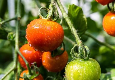 Nella maturazione dei pomodori c’è un meccanismo molto affascinante, presente anche nelle cellule umane