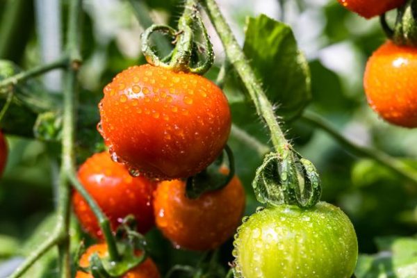 Nella maturazione dei pomodori c’è un meccanismo molto affascinante, presente anche nelle cellule umane