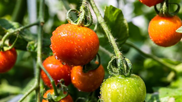 Nella maturazione dei pomodori c’è un meccanismo molto affascinante, presente anche nelle cellule umane
