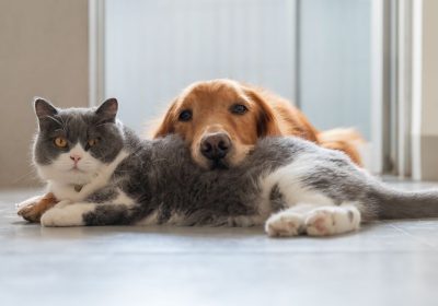 Perché i gatti vivono più dei cani? La risposta in un recente studio scientifico