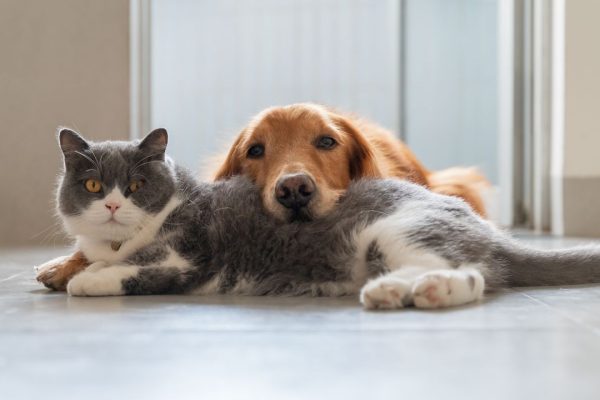 Perché i gatti vivono più dei cani? La risposta in un recente studio scientifico
