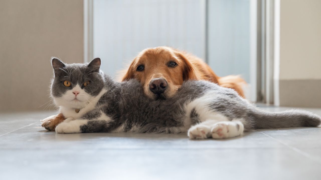 Perché i gatti vivono più dei cani? La risposta in un recente studio scientifico