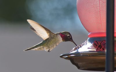I colibrì si stanno adattando alla vita in città, un po’ come i piccioni