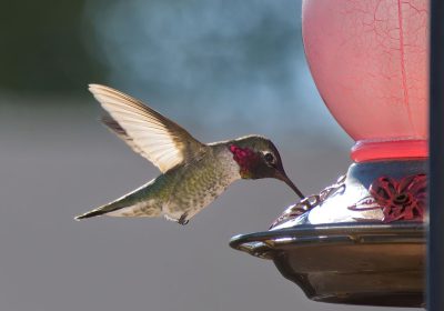 I colibrì si stanno adattando alla vita in città, un po’ come i piccioni