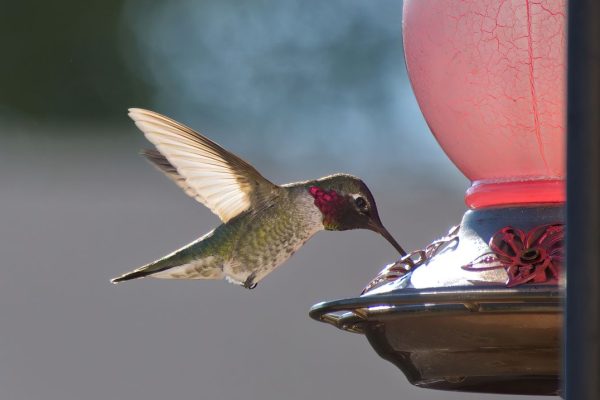 I colibrì si stanno adattando alla vita in città, un po’ come i piccioni